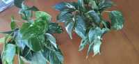 Epipremnum pinnatum varie 5szt