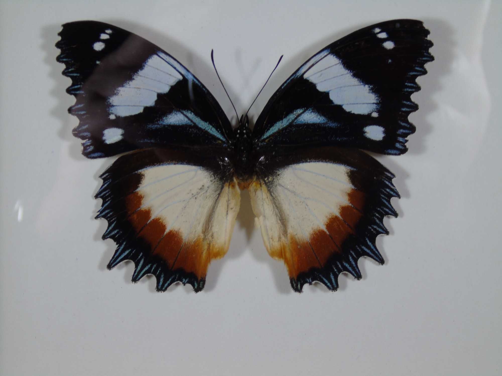 Motyl w ramce 22x17cm . Hypolimnas dexithea .