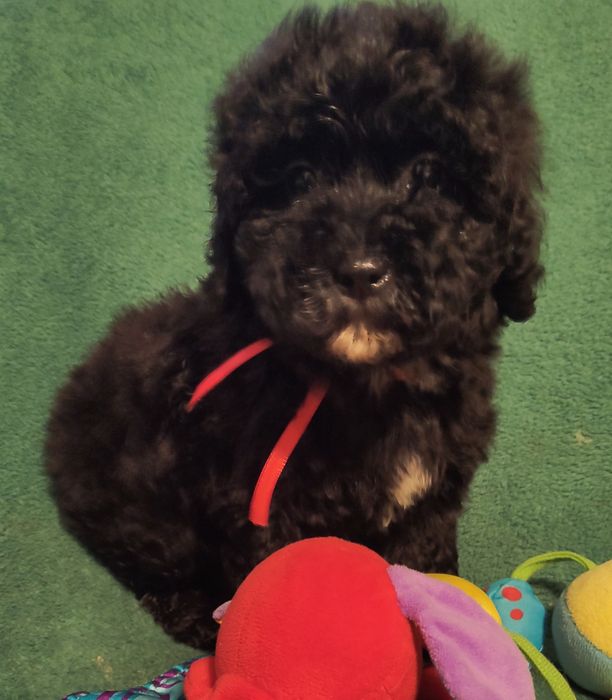 Maltipoo cudna suczka Warszawa maltańczyk pudel