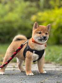 Shiba Inu_ Kasai