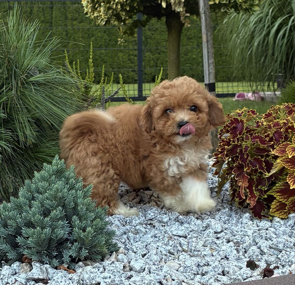 Bichpoo Maltipoo super suczka