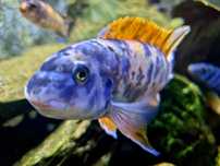 Labeotropheus Trewavasae Thumbi West MC/OB