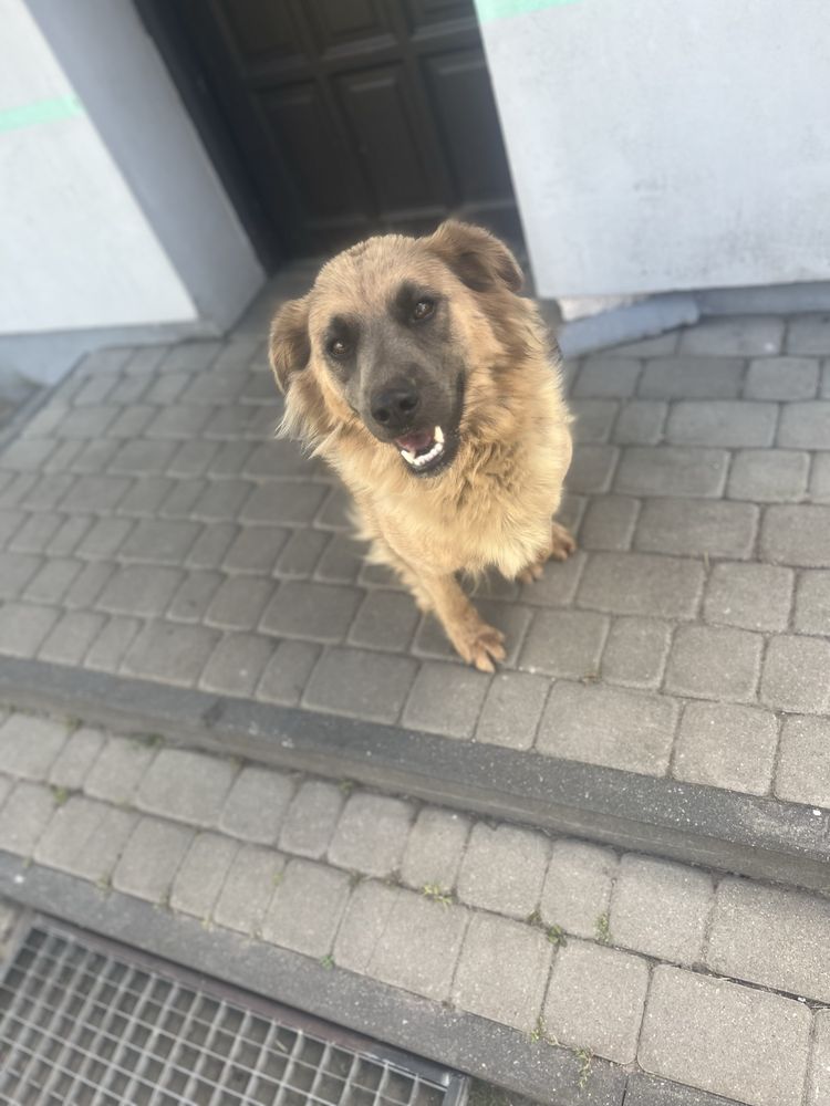 Oddam suczke typu owczarek w dobre ręce