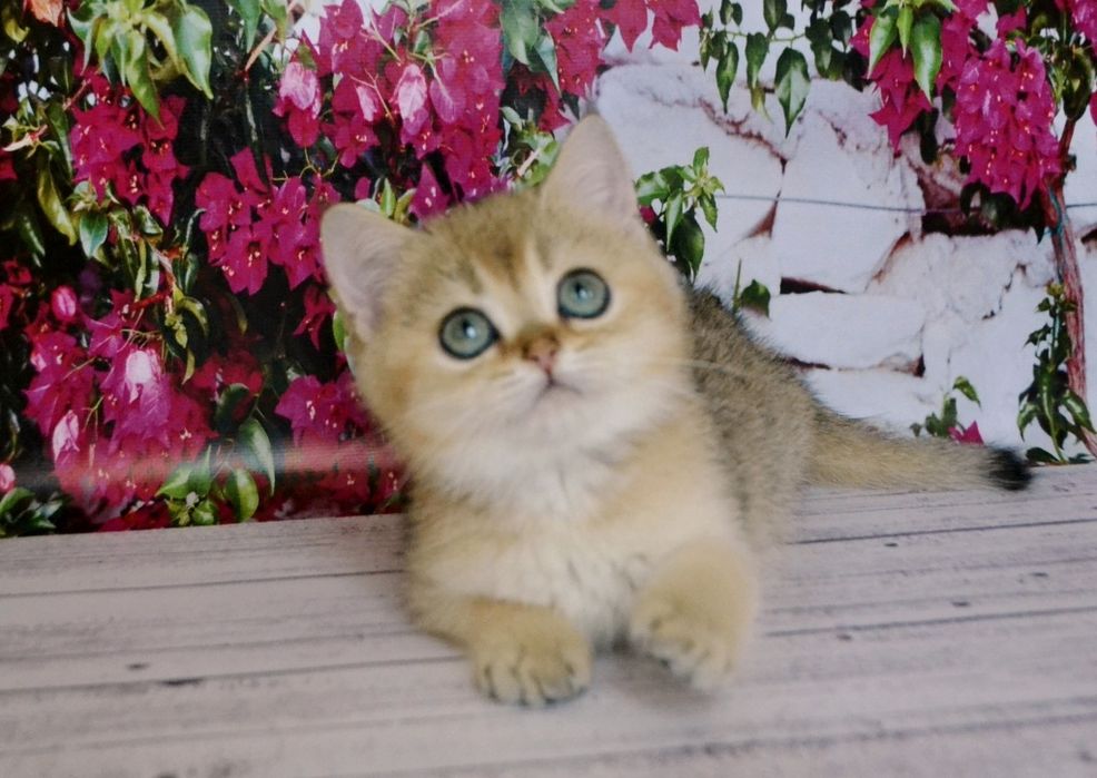 Золотий хлопчик шиншила