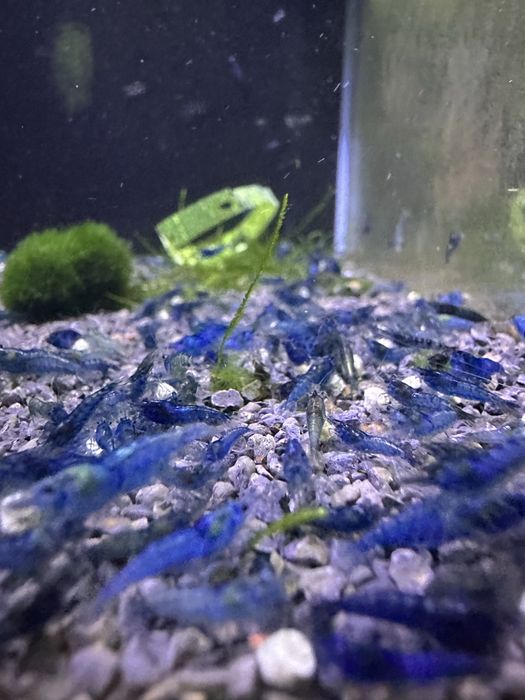 Neocaridinas Blue Dream