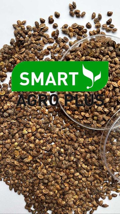 Нaсіння Еспaрцету