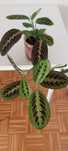 Maranta tricolor