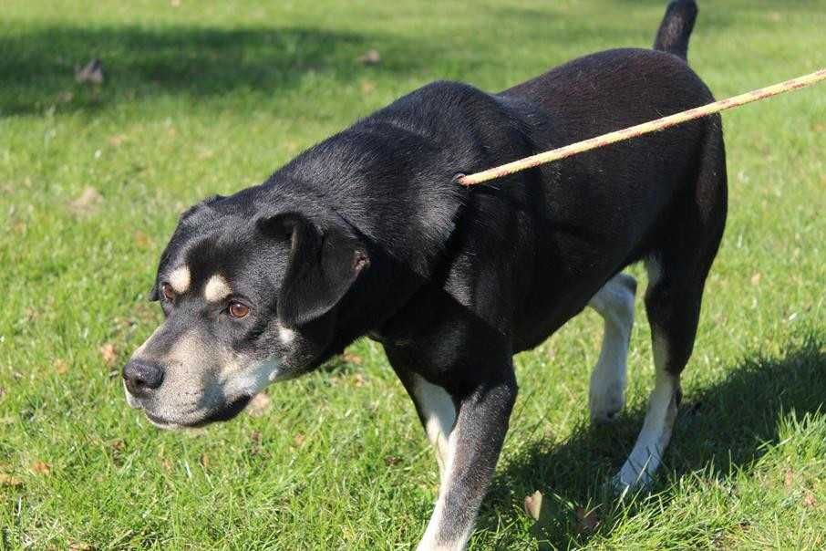 095463 Bruno o adopcji