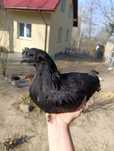 Parka ayam cemani
