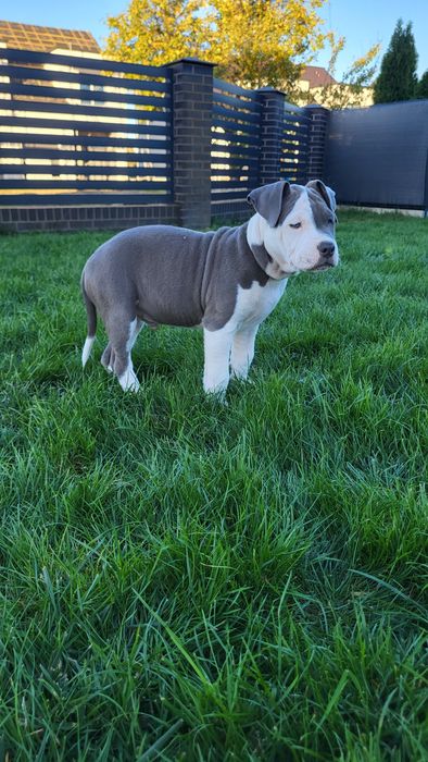 American Staffordshire Terrier samiec blue FCI