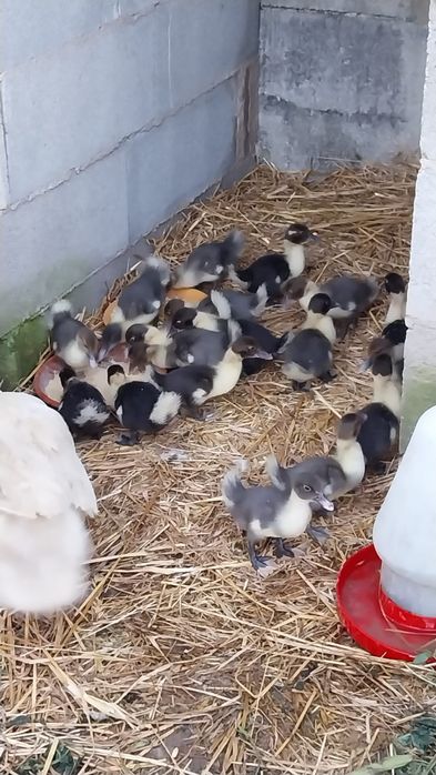 Vender-se patos mudos 1.5€