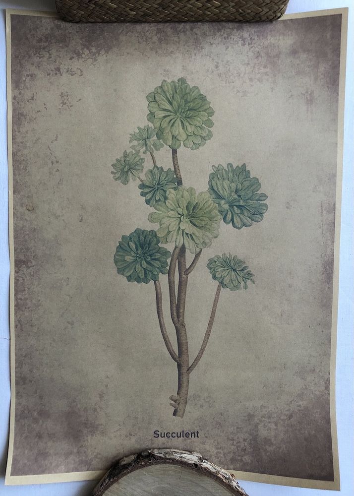 Plakat Botanical Plant Art Retro/Vintage, Succulent