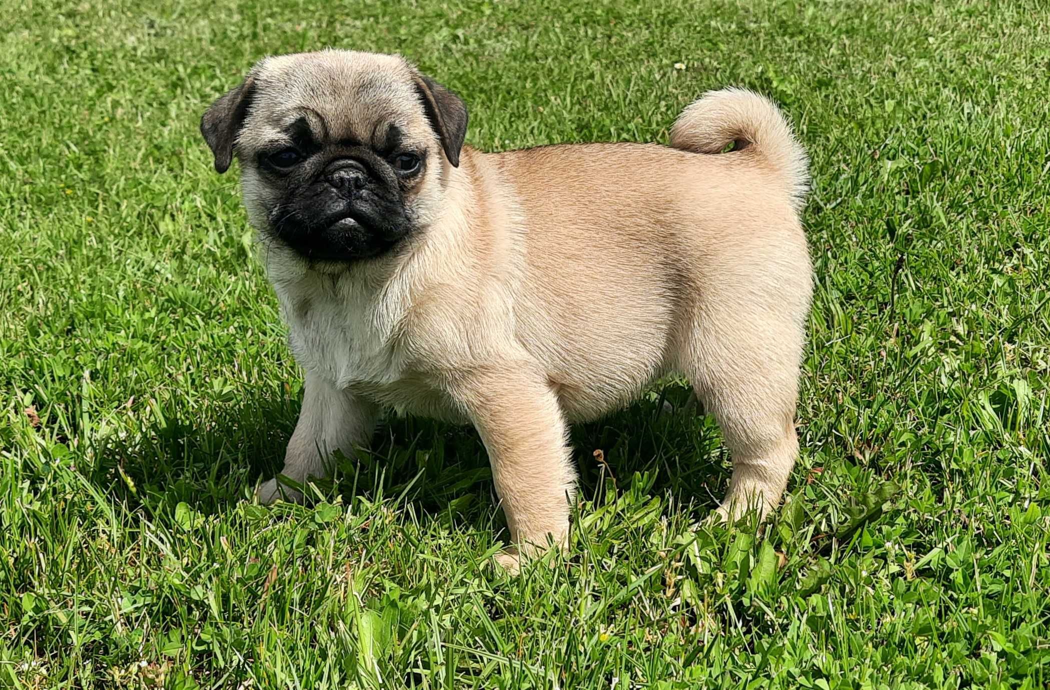 Mops suczka szczeniak Swiętokrzyskie