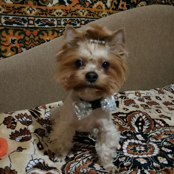 Вязка Йоршерский терьер