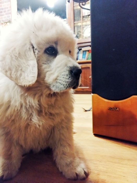 Owczarki podhalańskie