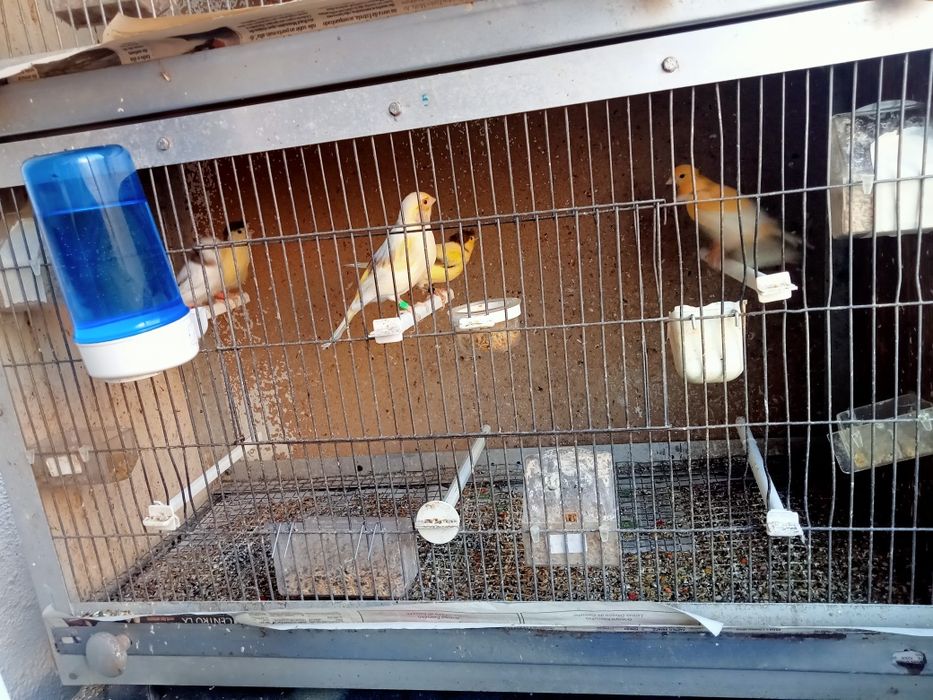 Canários vendo bem bonitos