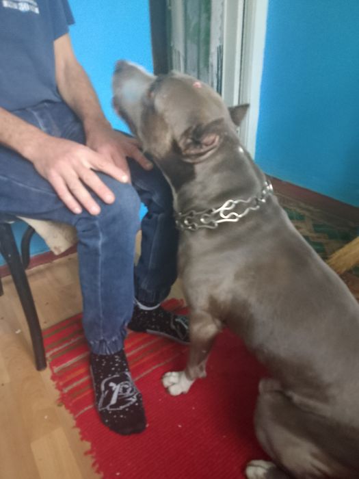 Ищем невесту нашему кобелю