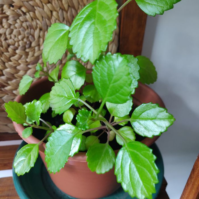 Planta do dinheiro ou dólar tamanho médio - interior ou exterior