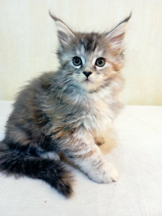 Кот пятно на серебре приглашает невест.