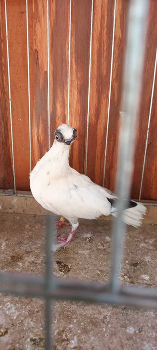 Gołebie ozdobne szek polski staluchy masciuchy