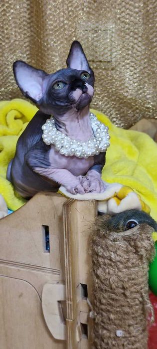 Канадський сфінкс дівчинка Азалєя