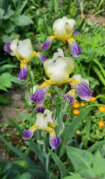 ирисы двухцветные
