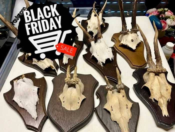 Coleção particular de troféus de caça