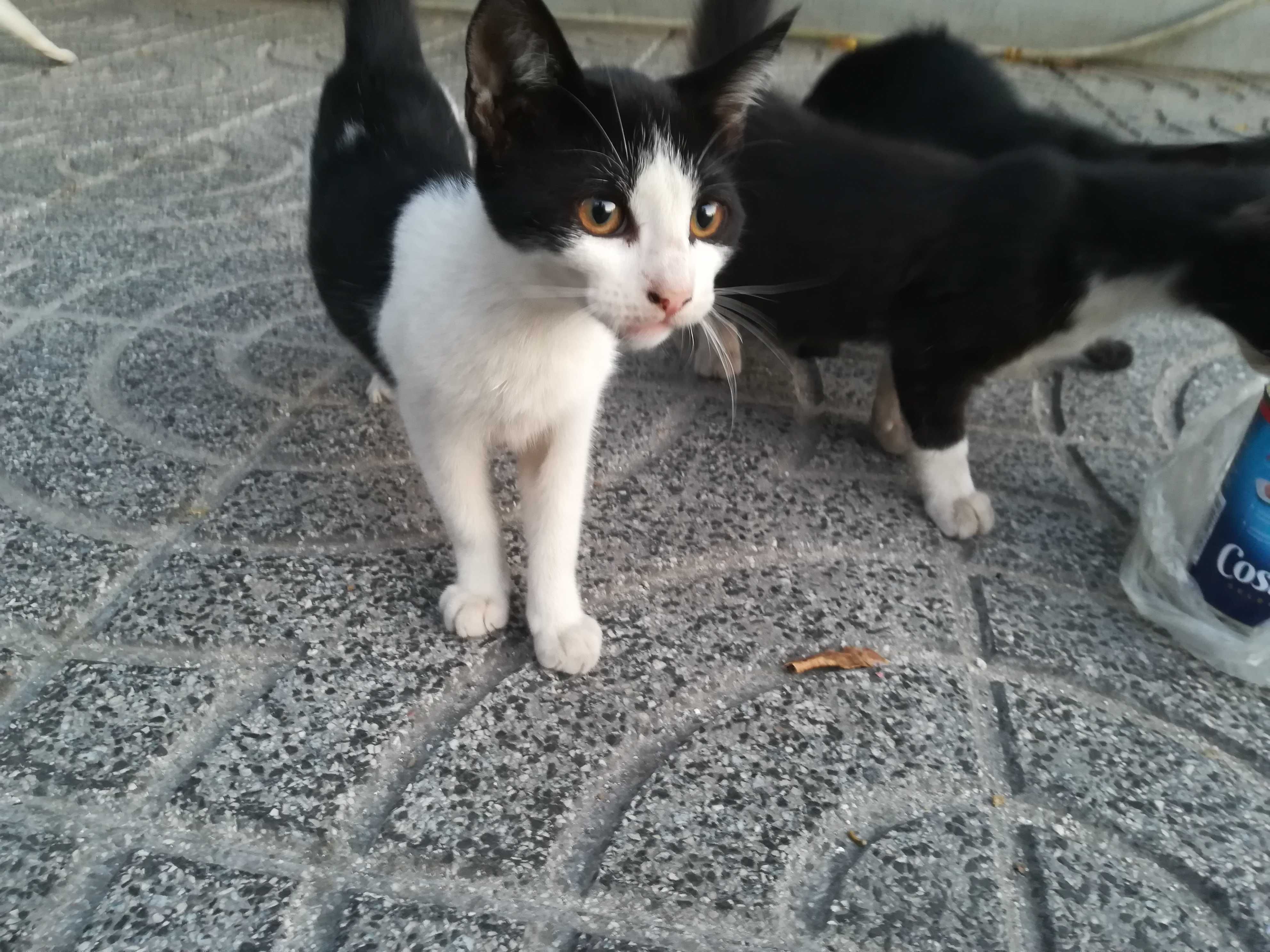 Gatinhos 3 meses - Adopção