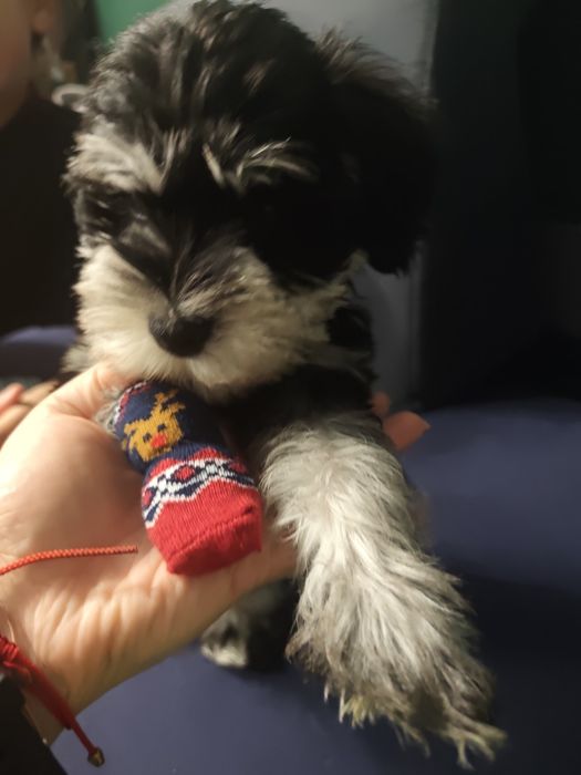 Sznaucer miniaturowy