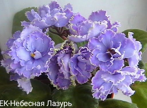 Фіалочки листочки