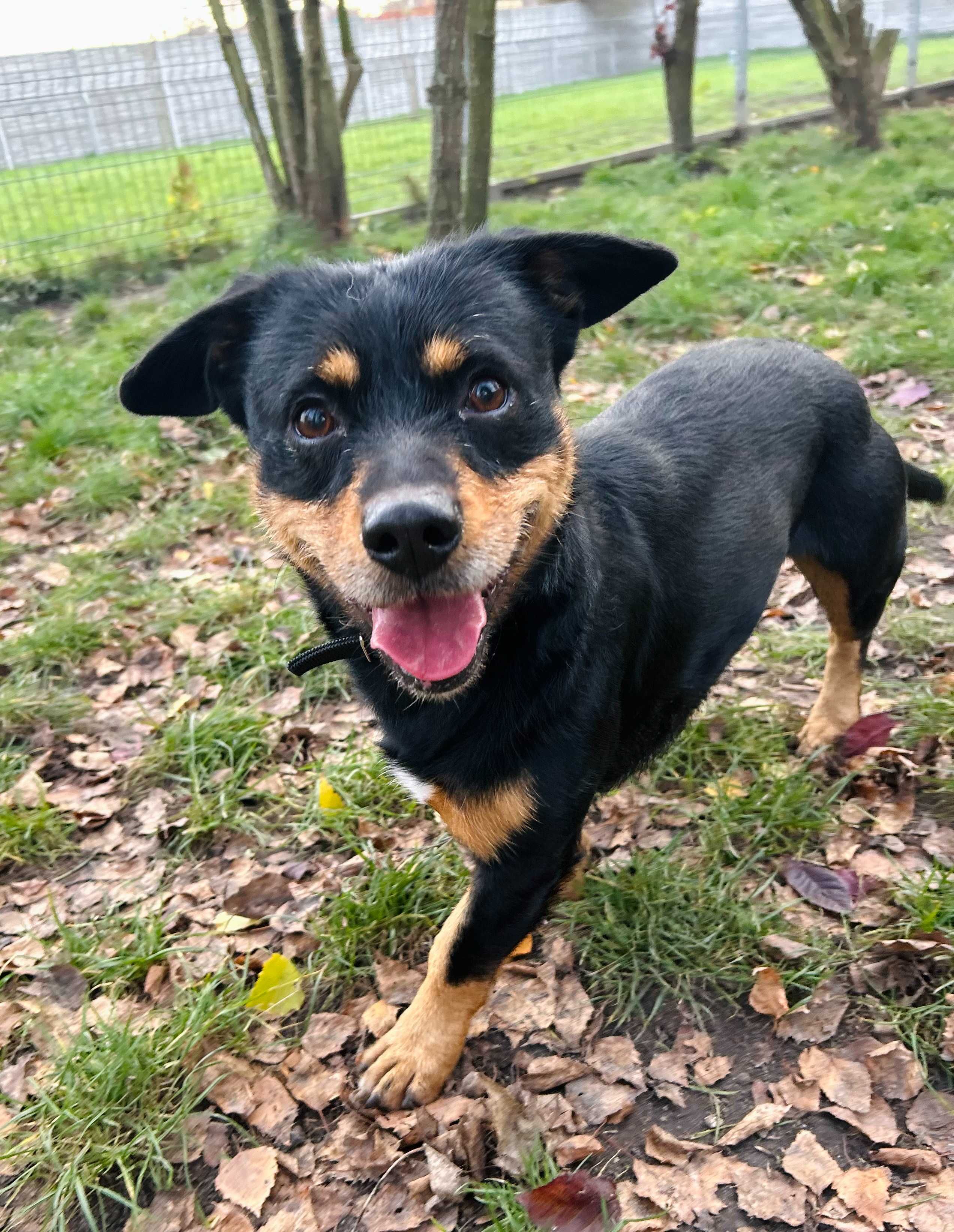 Krokiet pies do adopcji Kalisz Wroclaw Poznan Lodz