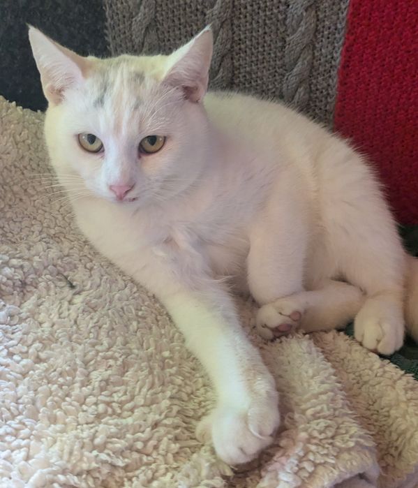 Котик 6 місяців у добрі руки.