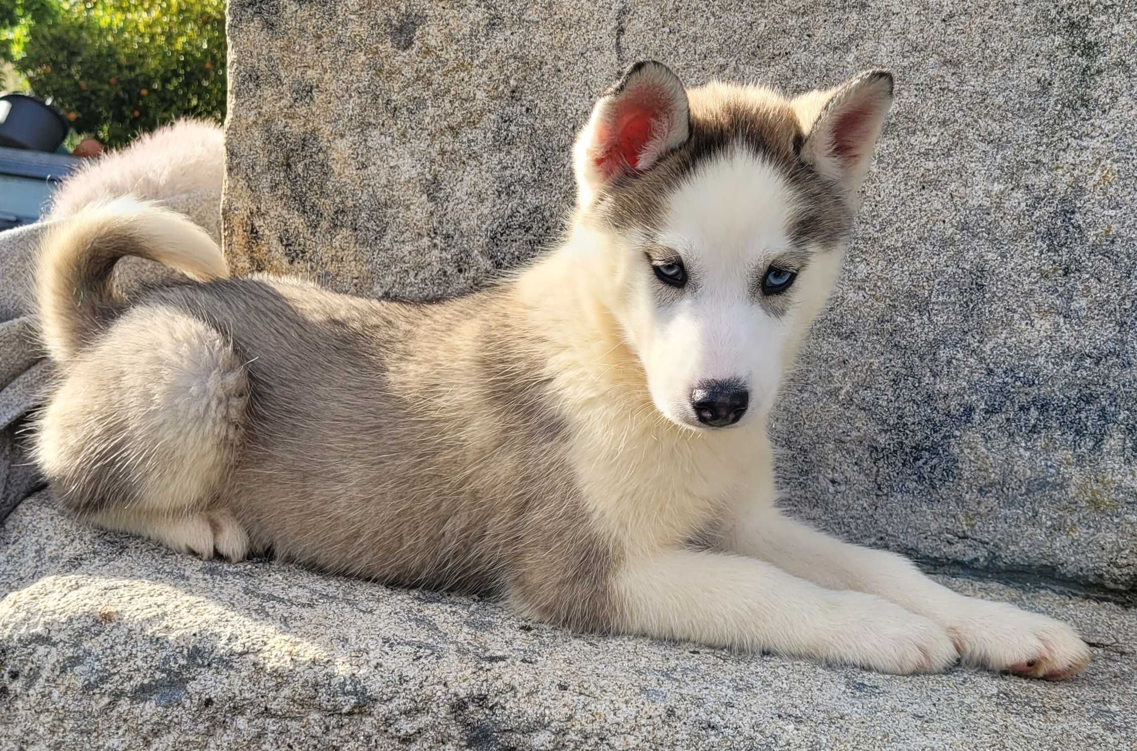 Husky Siberiano Fêmea