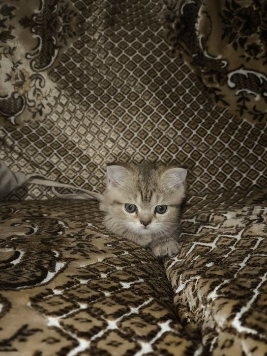 Шотландские котята