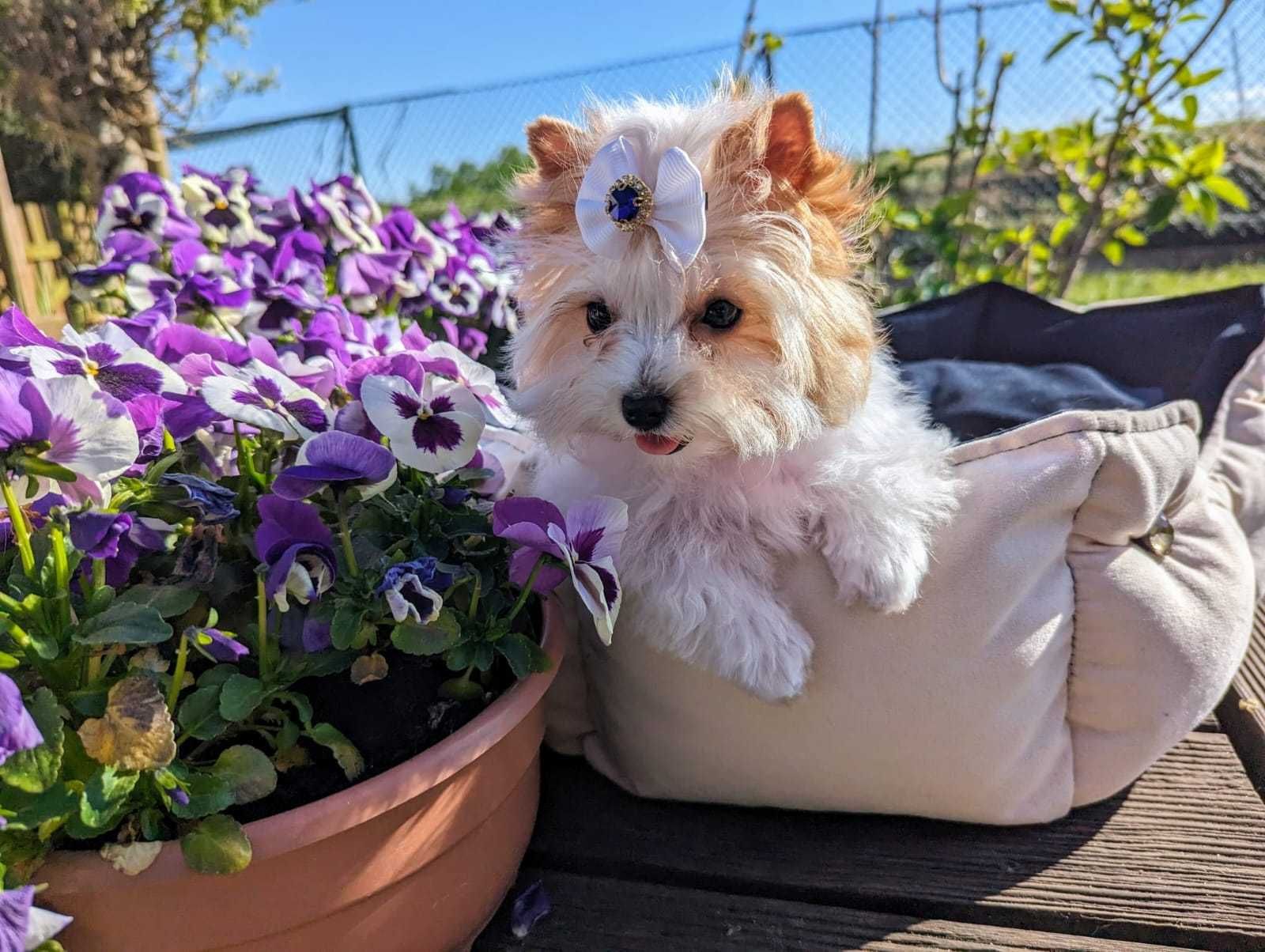 Piękna dziewczynka Umico Golddust Yorkshire Terrier