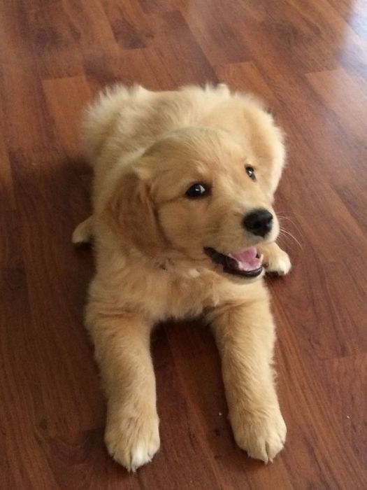 Супер класні дівчатка. Золотистий ретривер, чіп КСУ документи.