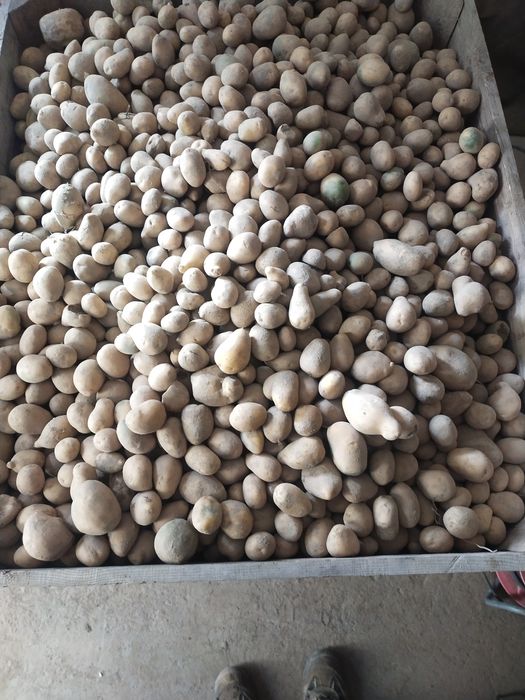 Ziemniaki drobne odpadowe paszowe