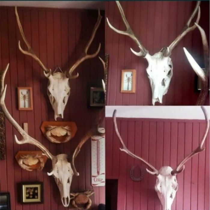 poroże wieniec jelenia