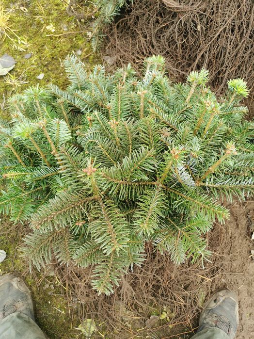Sadzonki jodła Nordmann i Nobilis do 25 cm
