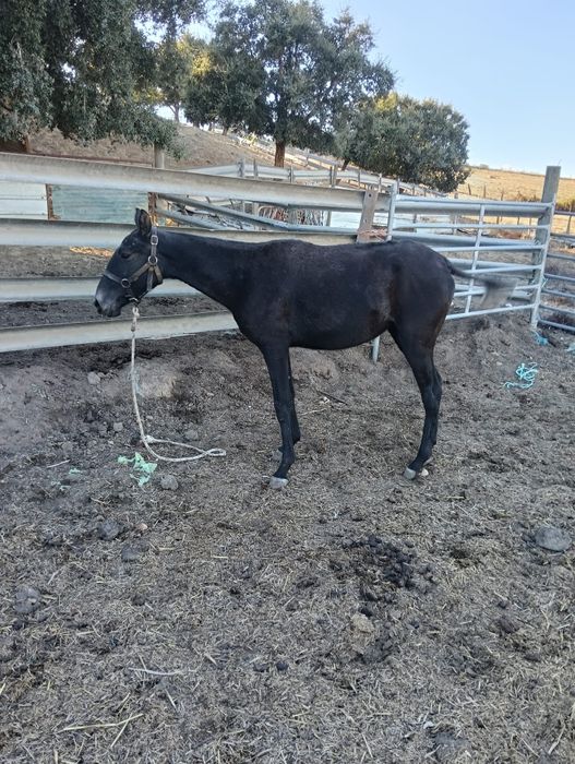 Vendo poldra lusitana
