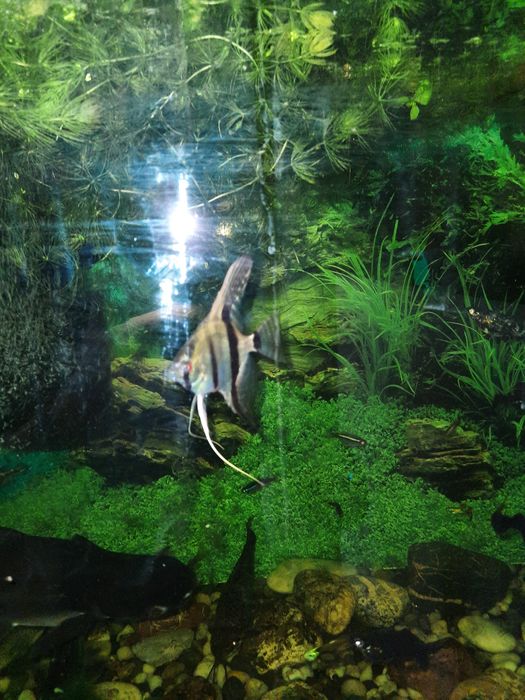 Ładne zielone roślinki zamienię na rybki