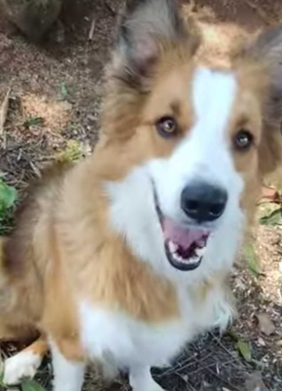 Border collie fêmea bicolor