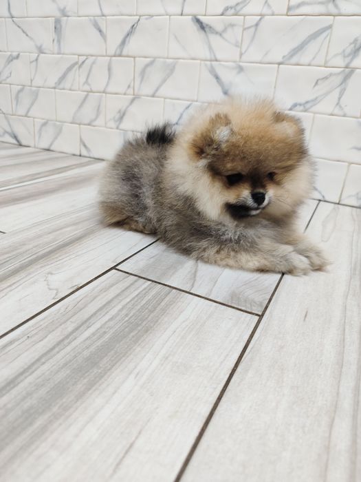 В'язка померанский шпіц Житомир,Коростишів