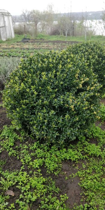 Продам Самшит в наличии много Растений