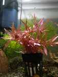 Rośliny akwariowe, rotala czerwona