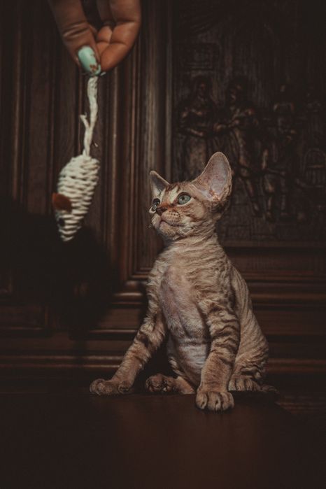 Kocurek Devon rex FPL Felis