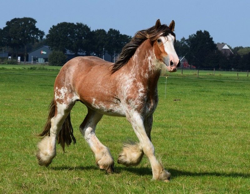 Ogier clydesdale