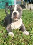Sprzedam szczeniaka American Staffordsihre Terrier