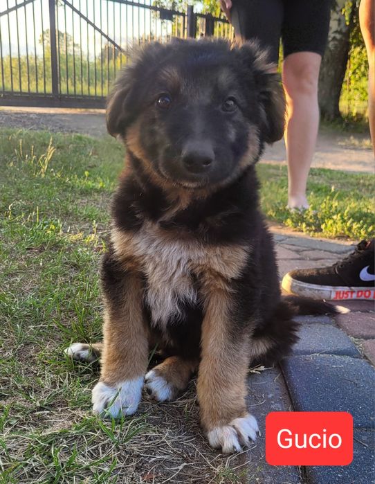 Szczeniaki do adopcji