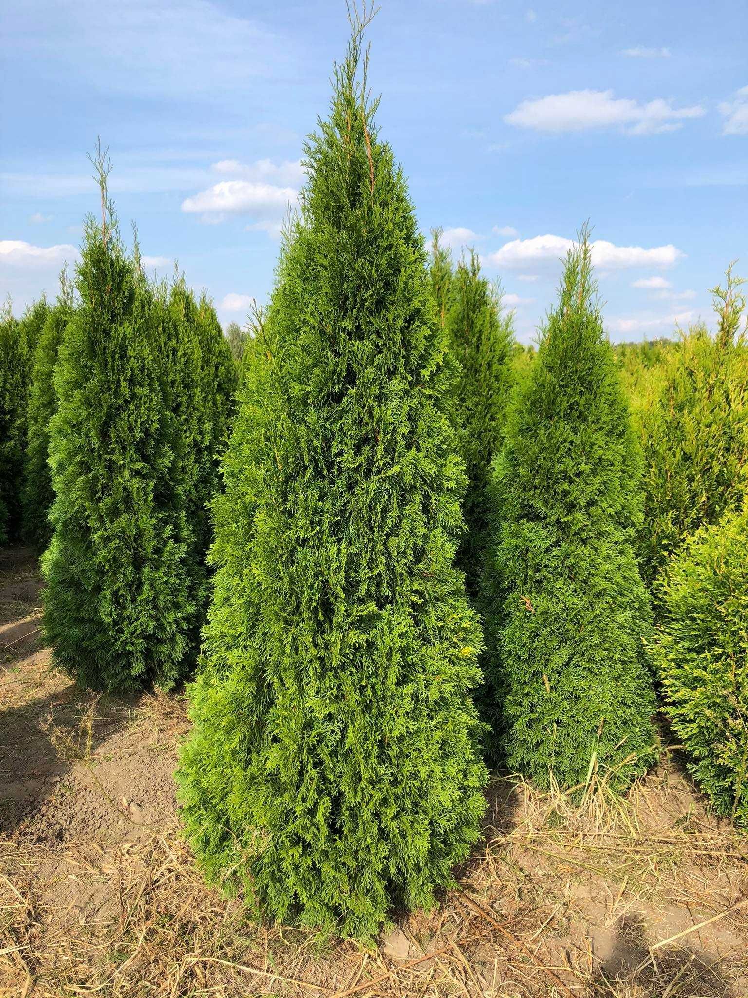 Tuja szmaragd, tuje, thuja szmaragd do 250 cm!